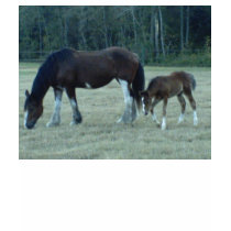Chevaux de Budweiser T-shirt