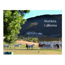 Chevaux de gambade dans Murrieta, CA Cartes Postales