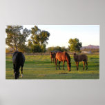Chevaux de route posters