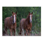 Chevaux jumeaux - soutenus librement cartes postales