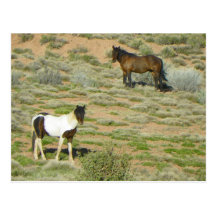 Chevaux sauvages cartes postales