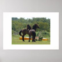 Chevaux sauvages poster