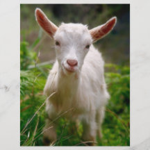 Chèvre d'enfant prospectus