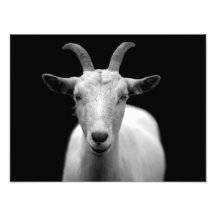 Chèvre Photo Sur Toile