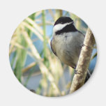 Chickadee Upclose Magnets Pour Réfrigérateur