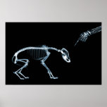 Chien bleu de squelettes de rayon X mauvais Poster