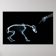 Chien bleu de squelettes de rayon X mauvais Poster
