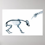 Chien bleu de squelettes de rayon X mauvais Poster