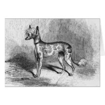 "Chien crêté chinois " Carte