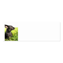Chien dans le vent cartes de visite personnelles