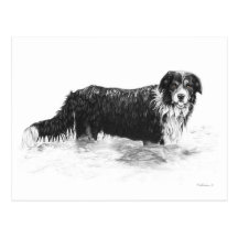 Chien dans l'eau - carte postale vide