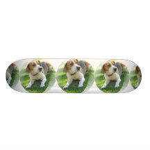 Chien de beagle sur une planche à roulettes