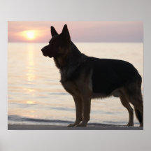 Chien de berger allemand sur la baie géorgienne, O Posters