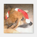 Chien de berger, chien, joyeusement, Noël, Christm Aimants Pour Réfrigérateur