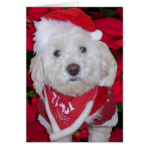 Chien de Bichon Frise de Noël cartes