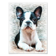 Chien de bouledogue français photographe