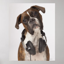 chien de boxeur avec des écouteurs affiches