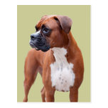 Chien de boxeur carte postale