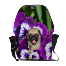 Chien de carlin dans le sac messenger à Rickshaw d Sacoche