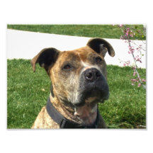 Chien de Pitbull Impressions Photographiques