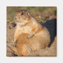 chien de prairie aimants pour réfrigérateur