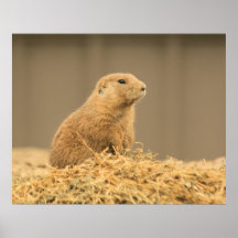Chien de prairie Aint I mignon Affiche