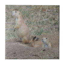 Chien de prairie carreau en céramique