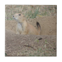 Chien de prairie carreaux