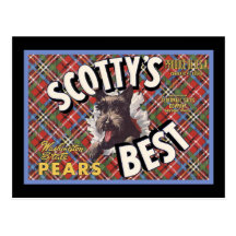 Chien de Terrier Scottys d'écossais le meilleur Cartes Postales