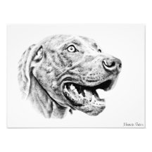 Chien de Weimaraner Photos D’art