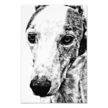 Chien de whippet photos sur toile