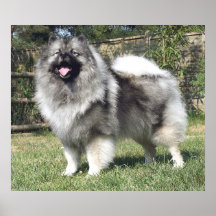 Chien debout de Keeshond Posters