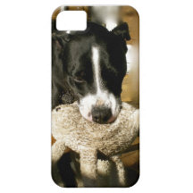 Chien doux de race de despote d'animal familier de coques iPhone 5