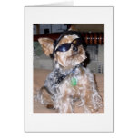 Chien dur cartes