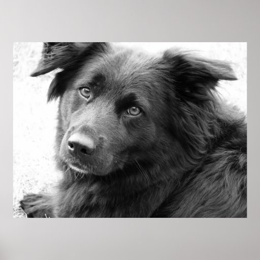Chien en noir et blanc affiche