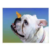 Chien et papillon cartes postales