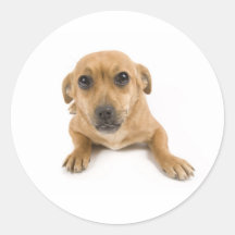 Chien mignon autocollant rond