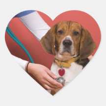 Chien mignon de beagle obtenant un contrôle vétéri autocollants