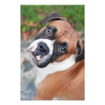 Chien mignon de boxeur impressions photographiques
