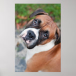 Chien mignon de boxeur poster