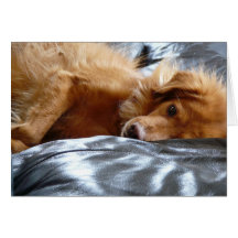 Chien observé somnolent carte de vœux