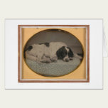 Chien possédé par Sheldon Nichols (39986) cartes