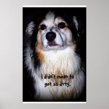 Chien sale - Australien avec la fourrure boueuse e Posters