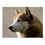 Chiens de chien de traîneau sibérien cartes postales