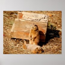 Chiens de Prarie Affiches