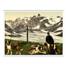 Chiens de St Bernard, Valais, Alpes de, cla de la  Carte Postale
