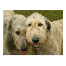 Chiens-loup irlandais carte postale