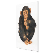 Chimpanzé (troglodytes de casserole). Jeune playfu Toiles Tendues