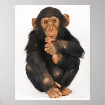 Chimpanzé (troglodytes de casserole) posters
