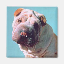 Chinois Shar-Pei Aimants
